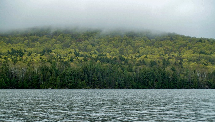 Mist covers the spring forest along Cedar Lake