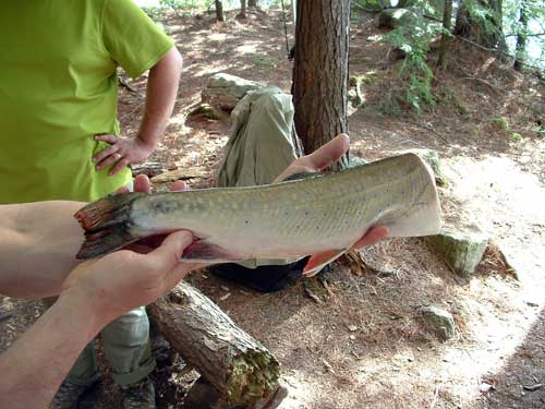 trout image