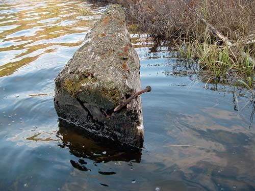 old Timber with Spike