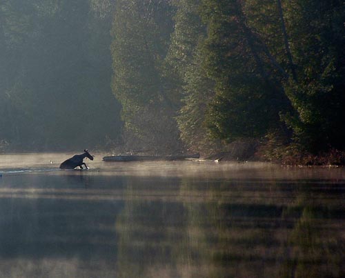 Tanamakoon Lake Moose