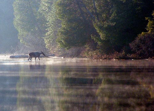 Tanamakoon Lake Moose