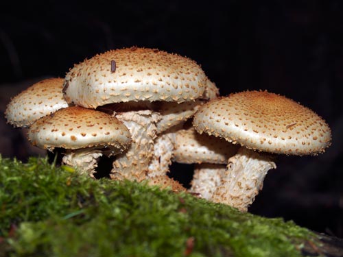 algonquin mushrooms