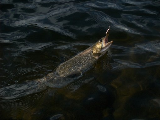 Lake Trout