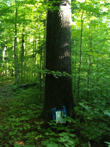 large white pine tree