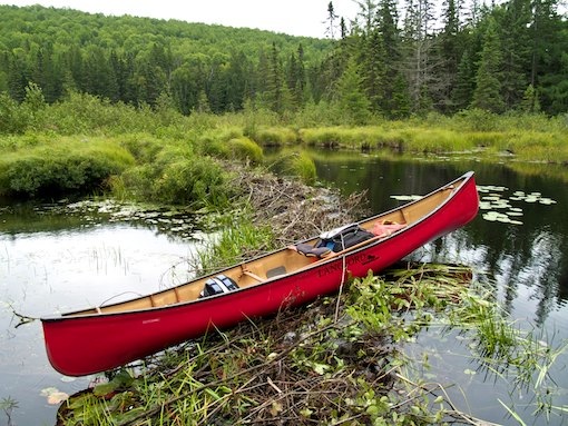 Aylen River beaver dam