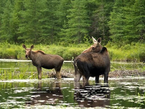 Algonquin Park Moose